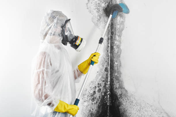 Trusted Edgard, LA Mold Removal Experts